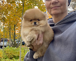 Собаки в Сосновом Бору: Мальчик померанский шпиц РКФ Мальчик, 160 000 руб. - фото 2