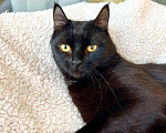 Кошки в Москве: Черный жемчуг - котенок Марсик ищет заботливых хозяев. В добрые руки Мальчик, Бесплатно - фото 1