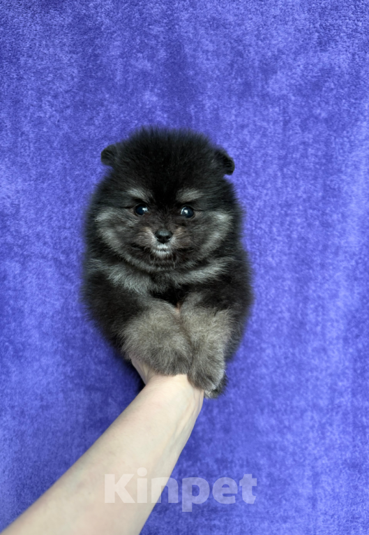 Собаки в Москве: Мальчик чп Мальчик, 25 000 руб. - фото 1