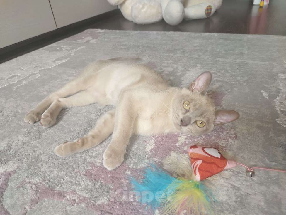 Кошки в Лыткарино: Бурманские котята Мальчик, 30 000 руб. - фото 3