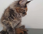 Кошки в Сочи: котята Мейн-Кун Девочка, 30 000 руб. - фото 1