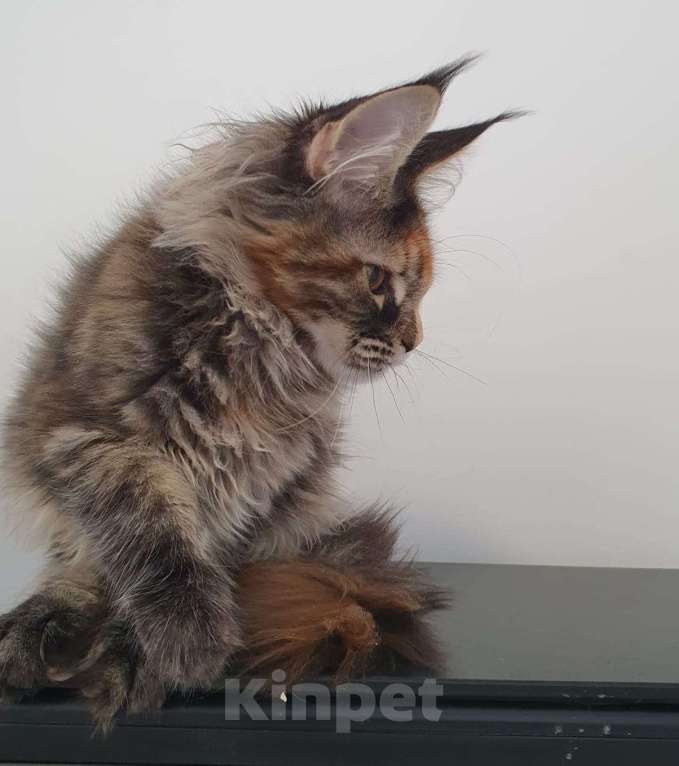 Кошки в Сочи: котята Мейн-Кун Девочка, 30 000 руб. - фото 1