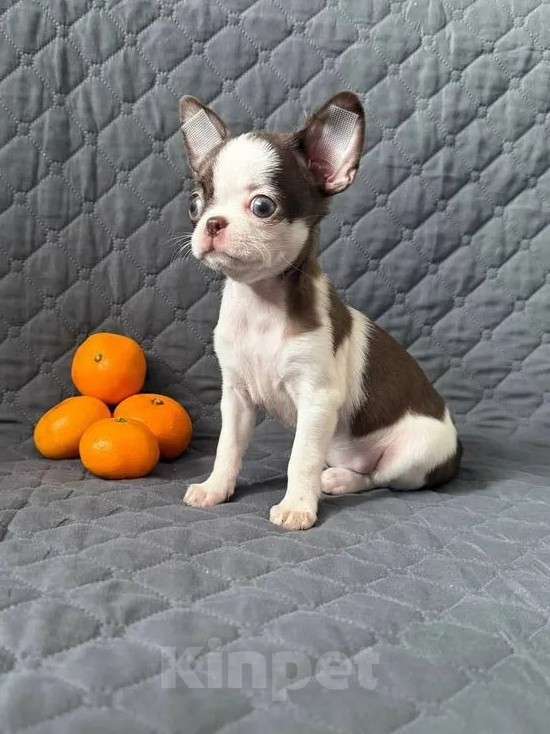 Собаки в Воронеже: Девочка мини  Девочка, Бесплатно - фото 1