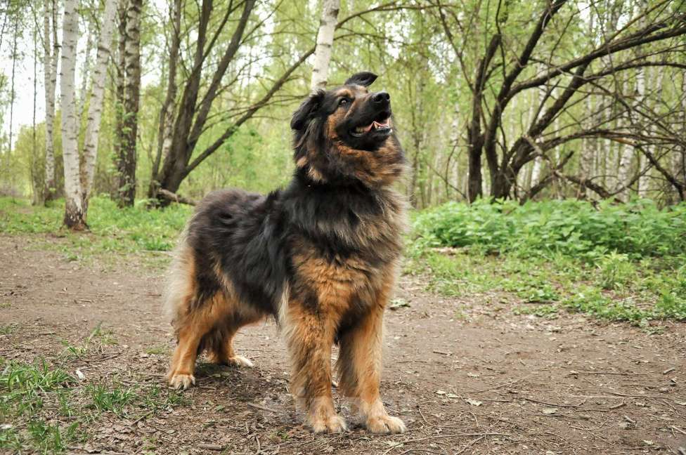 Собаки в Ногинске: Ербол в переводе с каз. «Будь настоящим мужчиной». Мальчик, Бесплатно - фото 8