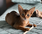 Кошки в Краснодаре: Абиссинский котенок дикого окраса  Девочка, 75 000 руб. - фото 3