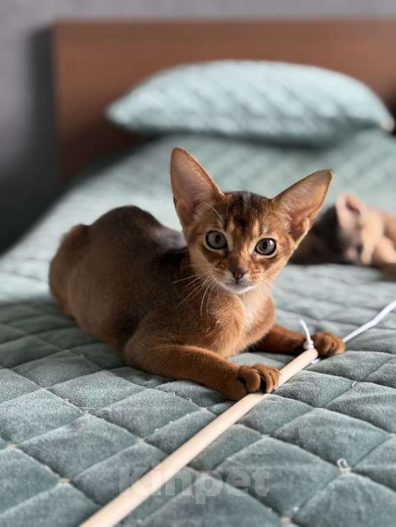 Кошки в Краснодаре: Абиссинский котенок дикого окраса  Девочка, 75 000 руб. - фото 3