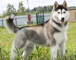 Собаки в Москве: Отдается сибирский хаски Мальчик, Бесплатно - фото 4