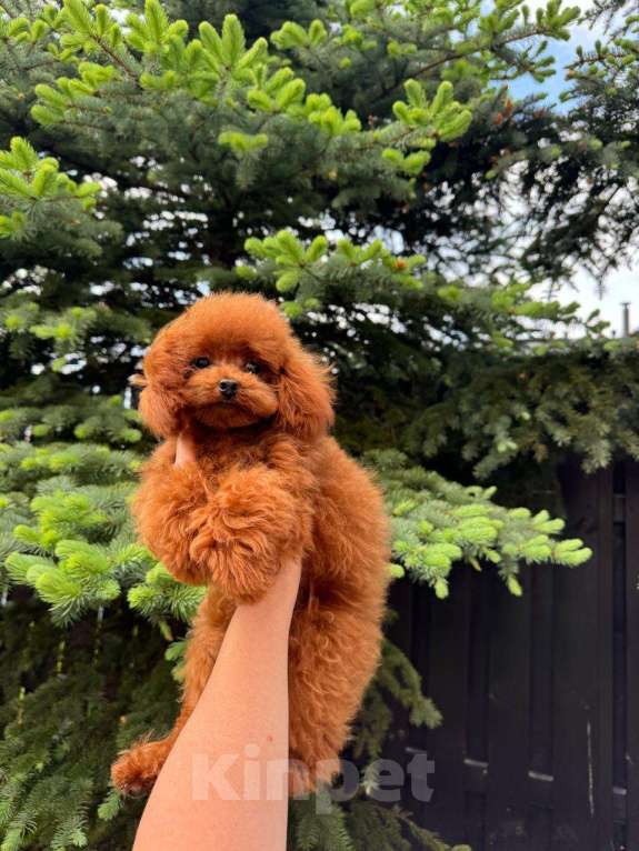 Собаки в Санкт-Петербурге: Той пудель тикап Пабло  Мальчик, 250 000 руб. - фото 3