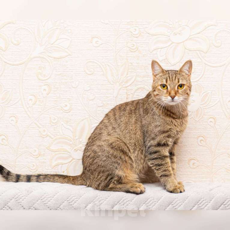 Кошки в Казани: Кошечка молодая Девочка, Бесплатно - фото 1