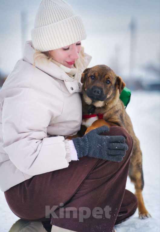 Собаки в Москве: Стеснительная БЭЛЛА ищет надежного человека Девочка, Бесплатно - фото 3