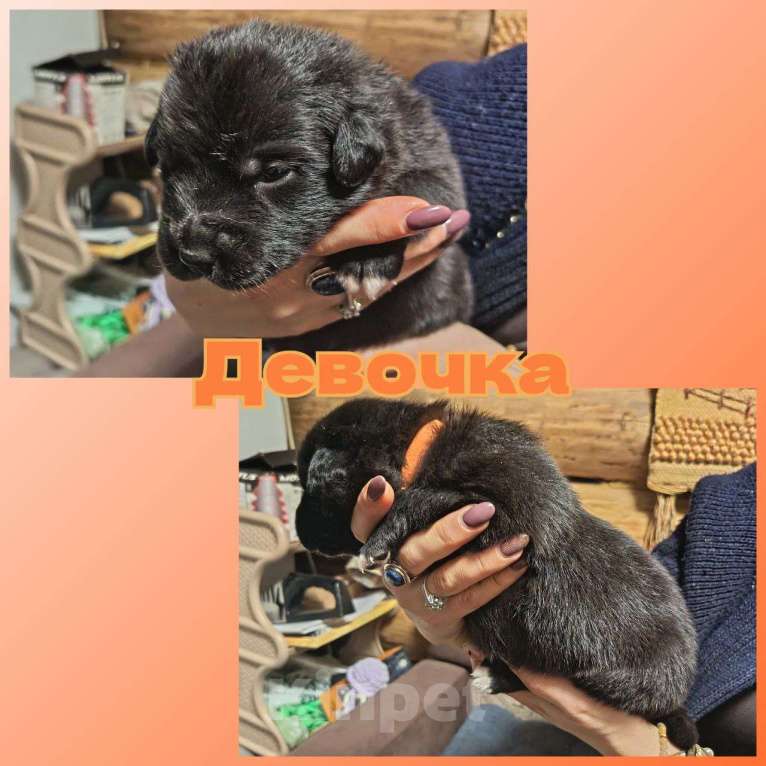 Собаки в других городах Ленинградской области: Австралийские ретриверы, метисы Девочка, 7 000 руб. - фото 1