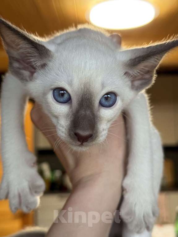 Кошки в Раменском: Ориентальные котята, дР 02.11.2025 Мальчик, 60 000 руб. - фото 1