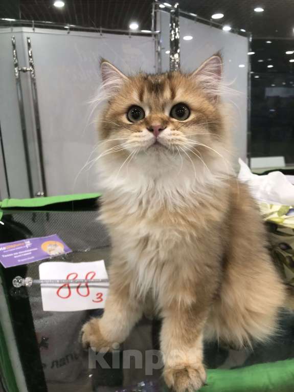Кошки в Ореховом-Зуево: Британская длинношерстная золотая шиншилла Мальчик, 40 000 руб. - фото 3