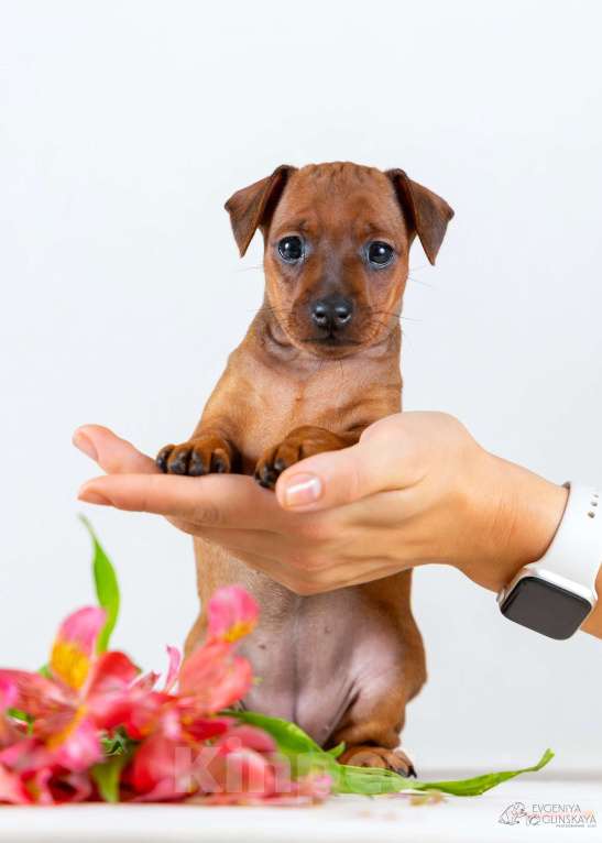 Собаки в Архангельске: Щенки цвергпинчера Девочка, 50 000 руб. - фото 2