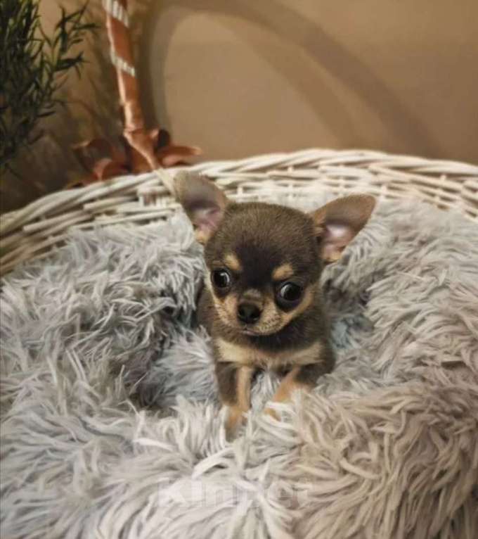 Собаки в Владивостоке: Чихуа Девочка, 35 руб. - фото 1