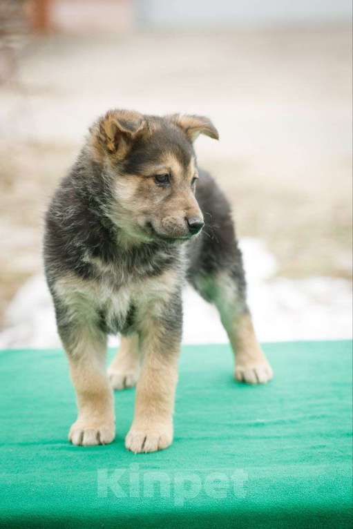 Собаки в Москве: Щенок Маруся в добрые руки Девочка, Бесплатно - фото 3
