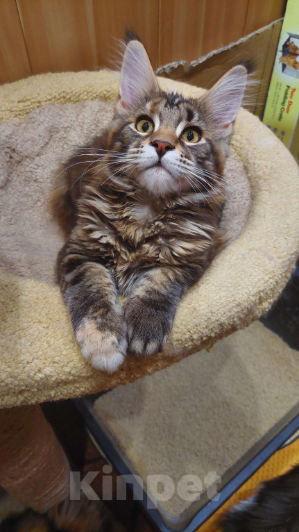 Кошки в Озерске: Красотка - черепашкa Девочка, 35 000 руб. - фото 1