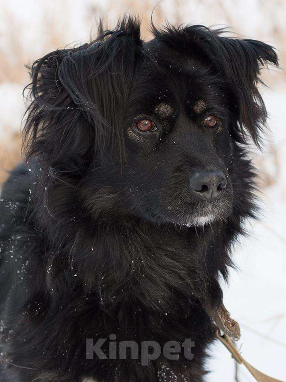 Собаки в Москве: Замечательные брюнетки Девочка, Бесплатно - фото 5