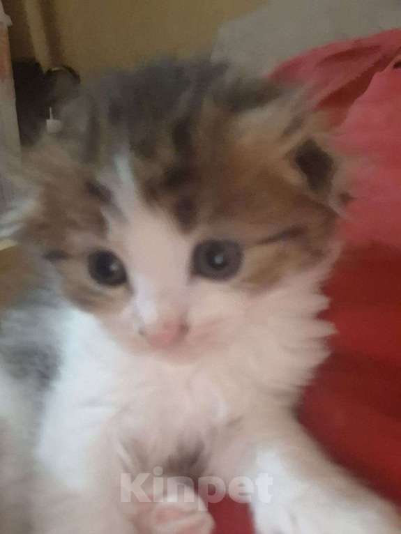 Кошки в Саратове: Котёнок  Мальчик, Бесплатно - фото 4