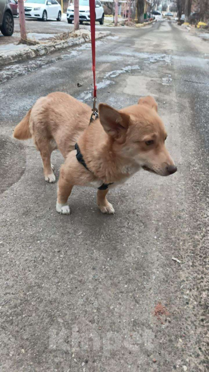Собаки в Москве: Маленькая собачка в добрые руки Девочка, Бесплатно - фото 4