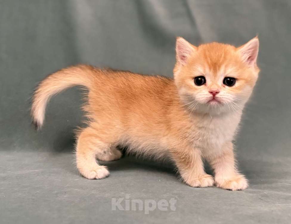 Кошки в Комсомольске-На-Амуре: Золотая шиншилла Юми Девочка, 100 000 руб. - фото 2