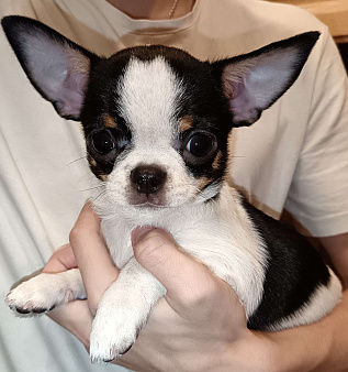 Чихуахуа девочка к/ш, щенок