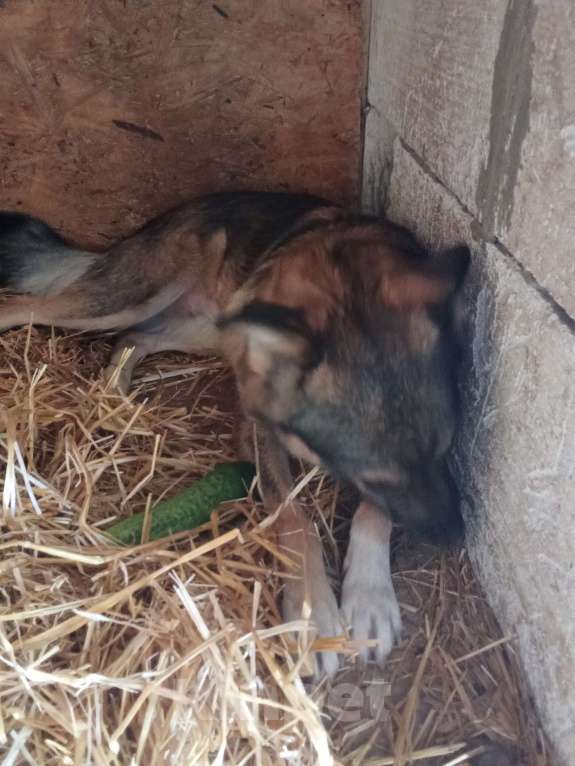 Собаки в Казани: Рокси Девочка, Бесплатно - фото 6