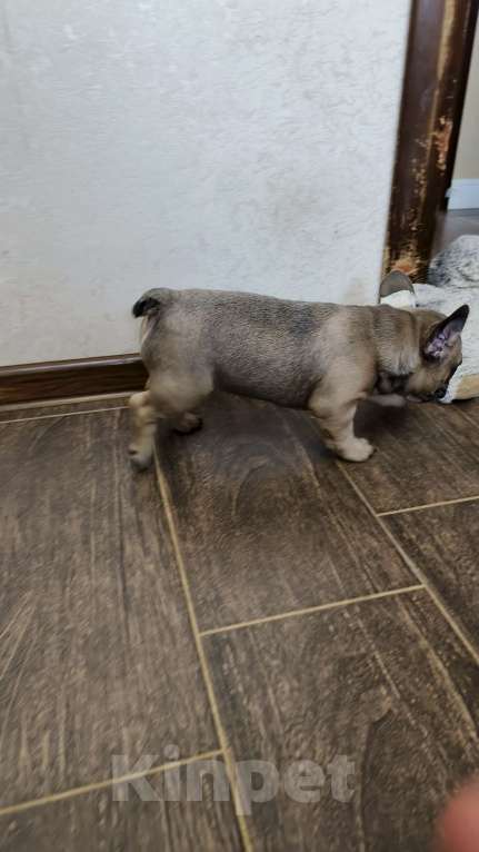 Собаки в Белореченске: Французский бульдог Мальчик, Бесплатно - фото 6