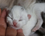 Кошки в Новом Ладоге: Предлагаются клубные сибирские котята - мальчики и девочки Девочка, Бесплатно - фото 1