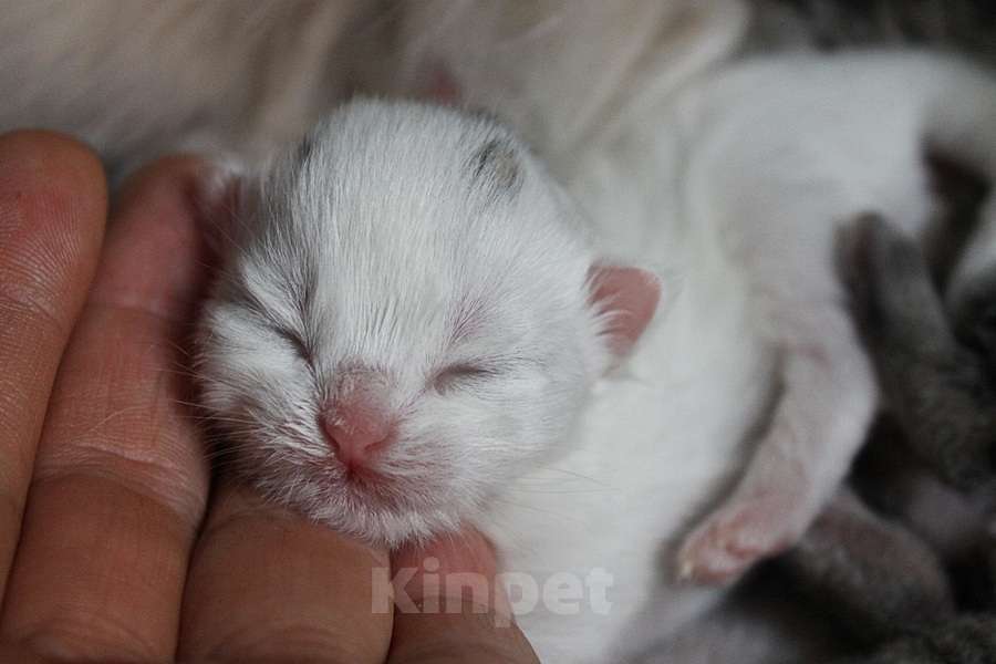 Кошки в Новом Ладоге: Предлагаются клубные сибирские котята - мальчики и девочки Девочка, Бесплатно - фото 1