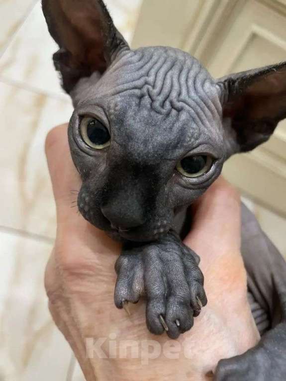 Кошки в других городах Московской области: Продам кошечку Девочка, 20 000 руб. - фото 1