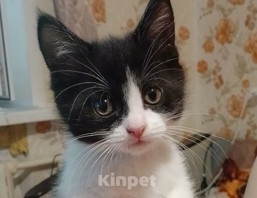 Кошки в Юрьеве-Польском: Отдадим котят в добрые руки Разнополые, Бесплатно - фото 2