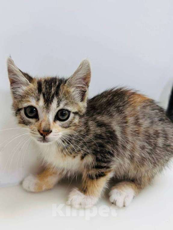 Кошки в Москве: Кошечка 2 месяца Девочка, Бесплатно - фото 1