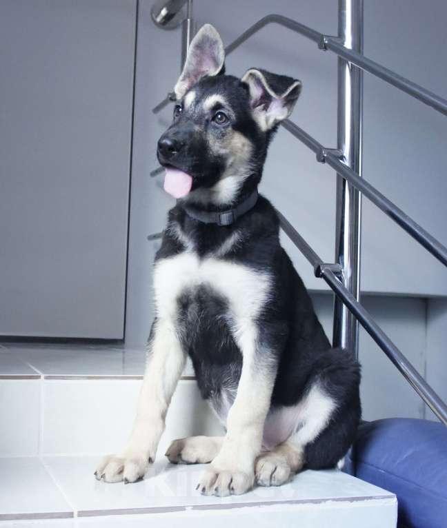 Собаки в Севастополе: щенок восточноевропейской овчарки, документы РКФ Мальчик, 60 000 руб. - фото 2