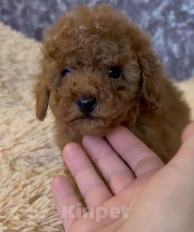 Собаки в Москве: Парни красного окраса Мальчик, 85 000 руб. - фото 3