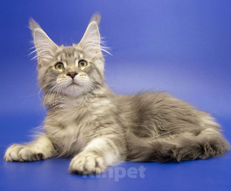Кошки в Москве: Мейн кун котенок Девочка, Бесплатно - фото 4