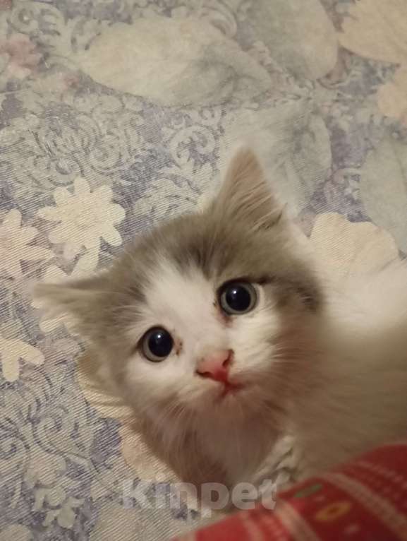 Кошки в Бердске: Котенок бесплатно в добрые руки  Девочка, Бесплатно - фото 3