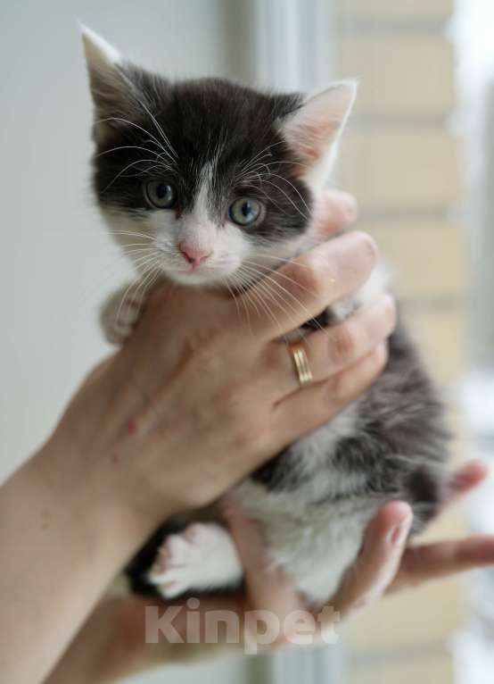 Кошки в Москве: Ирису нужен дом Мальчик, Бесплатно - фото 3