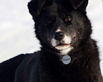 Собаки в Москве: Метис хаски Джамп (плюшевый МишК), Бесплатно - фото 2