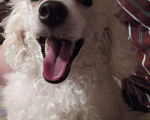 Собаки в Серпухове: Щенки серебристого и белого карликового и той пуде, 10 руб. - фото 4
