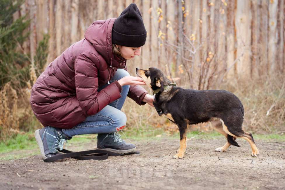 Собаки в Москве: Маленькая собачка из приюта ищет семью. Девочка, Бесплатно - фото 2