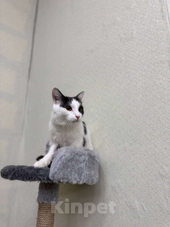 Кошки в Москве: Кошка Милка ищет дом! Девочка, Бесплатно - фото 2