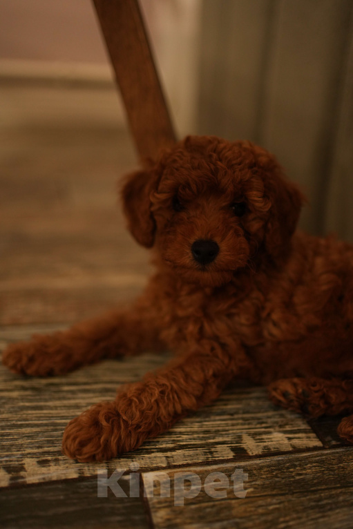 Собаки в Москве: Мальтипу Мальчик, 55 000 руб. - фото 3