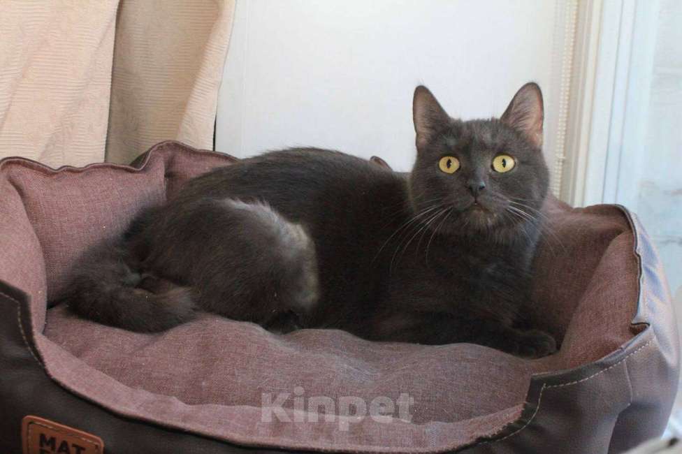 Кошки в Москве: МАЛЬВИНА — дымчатая кошечка с любящим сердцем 💙 Девочка, Бесплатно - фото 7