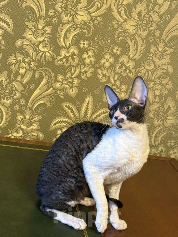 Кошки в Санкт-Петербурге: Корниш -рекс  Девочка, 40 000 руб. - фото 2