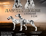 Собаки в Санкт-Петербурге: Щенки далматина из питомника Мальчик, 90 000 руб. - фото 2