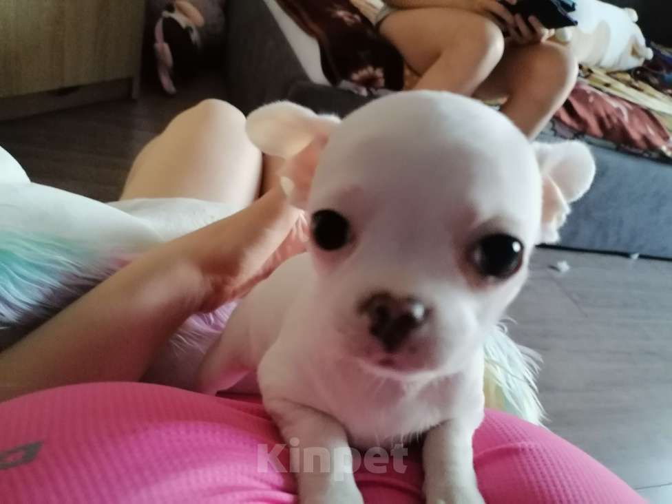 Собаки в Хабаровске: Щенок чихуахуа девочка  Девочка, 25 000 руб. - фото 8