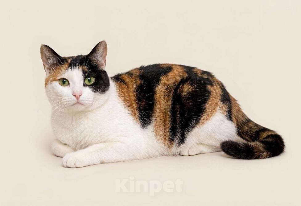 Кошки в Коломне: Марфа и Гоша в поисках семьи Мальчик, Бесплатно - фото 3