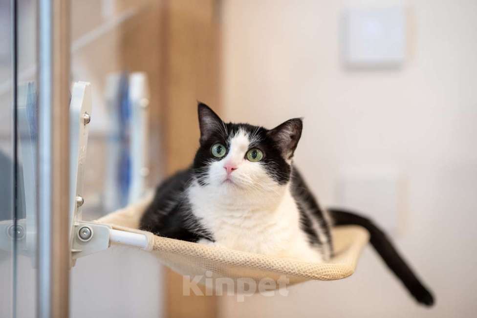 Кошки в Москве: Кошка Алиса в добрые руки Девочка, Бесплатно - фото 7