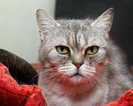 Кошки в Калуге: Юна — молодая шотландская кошка в добрые руки. Девочка, Бесплатно - фото 4